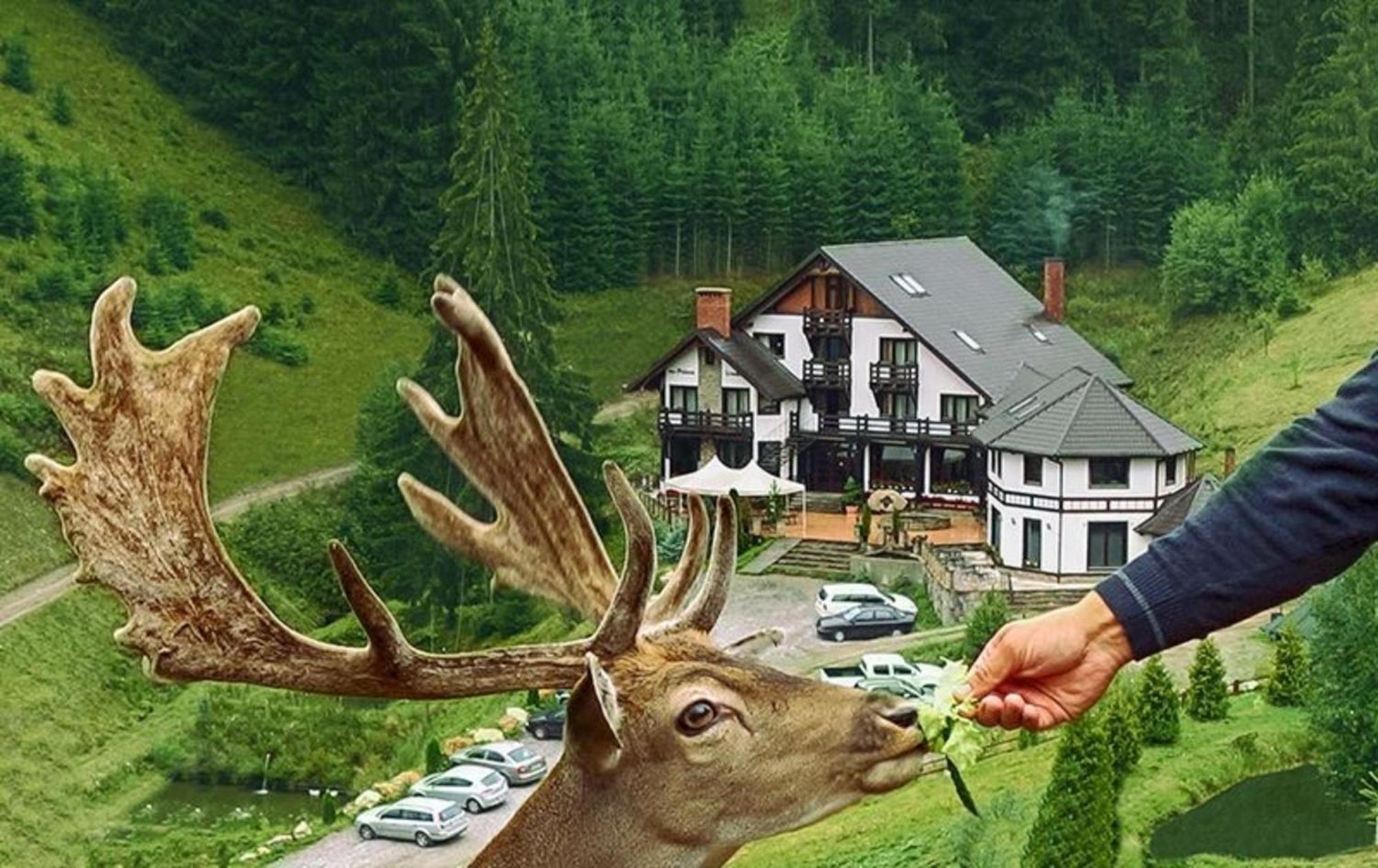 Pensiunea Poiana Izvoarelor Vatra Dornei Buitenkant foto