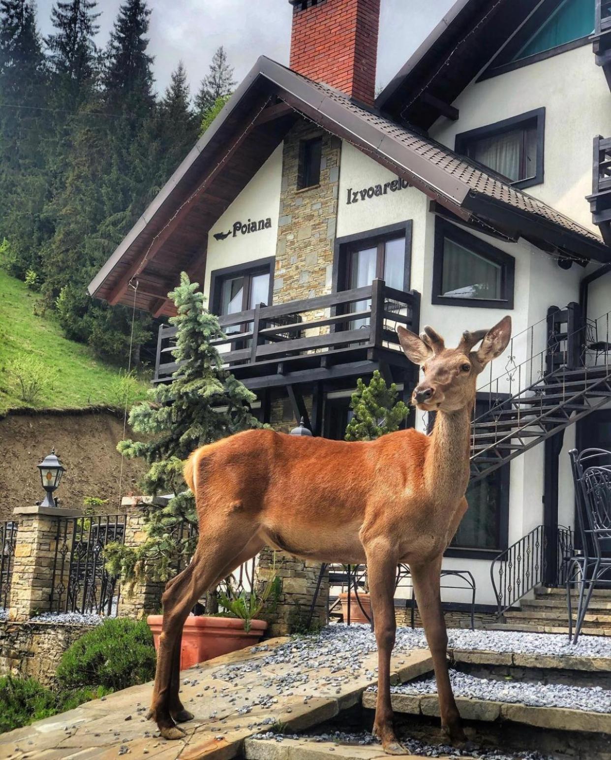 Pensiunea Poiana Izvoarelor Vatra Dornei Buitenkant foto