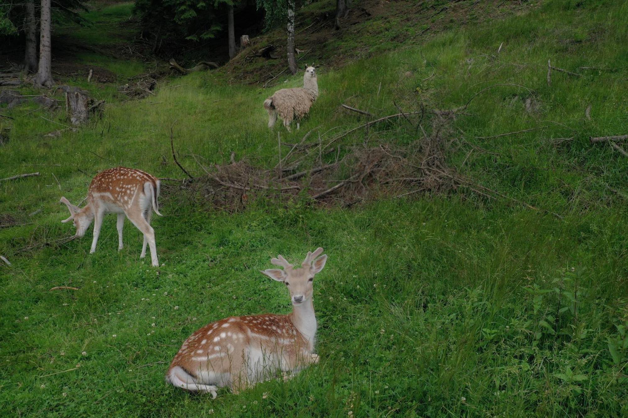 Pensiunea Poiana Izvoarelor Vatra Dornei Buitenkant foto
